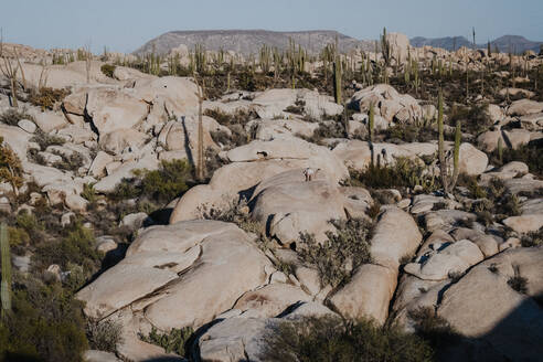 Man lounging on rocks in a cactus desert - CAVF73477