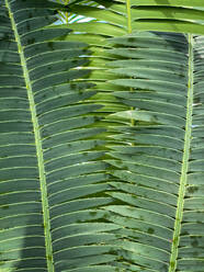 Grüne tropische Pflanzen im Dschungel Garten Nahaufnahme der Blätter - CAVF73510