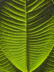 Green tropical plants in jungle garden close up of leaves - CAVF73513