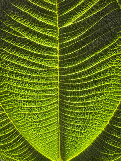 Grüne tropische Pflanzen im Dschungel Garten Nahaufnahme der Blätter - CAVF73513