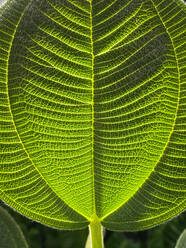 Green tropical plants in jungle garden close up of leaves - CAVF73514