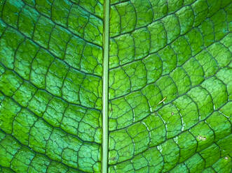 Green tropical plants in jungle garden close up of leaves - CAVF73515