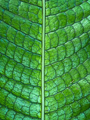 Grüne tropische Pflanzen im Dschungel Garten Nahaufnahme der Blätter - CAVF73516