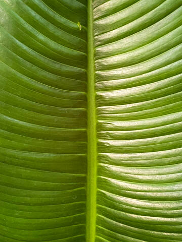 Grüne tropische Pflanzen im Dschungel Garten Nahaufnahme der Blätter, lizenzfreies Stockfoto