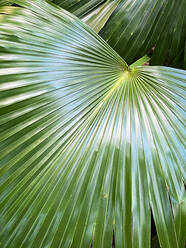 Grüne tropische Pflanzen im Dschungel Garten Nahaufnahme der Blätter - CAVF73522