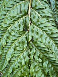 Grüne tropische Pflanzen im Dschungel Garten Nahaufnahme der Blätter - CAVF73524