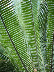 Grüne tropische Pflanzen im Dschungel Garten Nahaufnahme der Blätter - CAVF73526