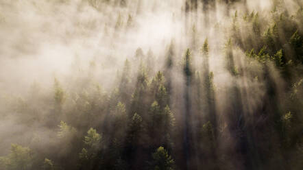 Linien im Nebel schneiden sich durch die Bäume - CAVF73534
