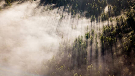 Atemberaubendes Morgenlicht durchdringt den Nebel in Washington - CAVF73539