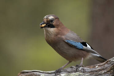 Finnland, Kuhmo, Nordkarelien, Kainuu, Eichelhäher (Garrulus glandarius) mit Samen im Schnabel - ZCF00880