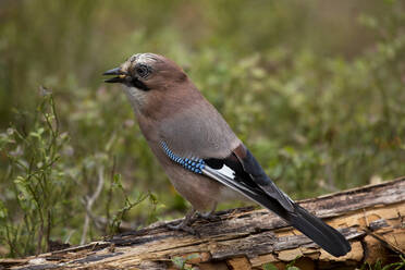 Finnland, Kuhmo, Nordkarelien, Kainuu, Eichelhäher (Garrulus glandarius) mit Samen im Schnabel - ZCF00881