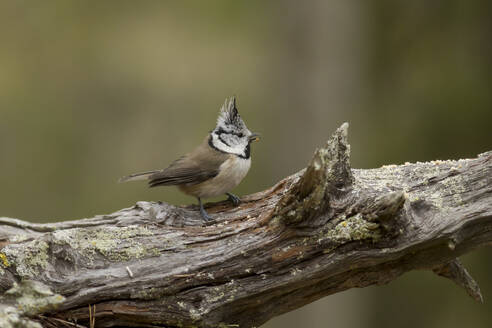 Finnland, Kuhmo, Nordkarelien, Kainuu, Haubenmeise (Lophophanes cristatus) auf Ast - ZCF00883