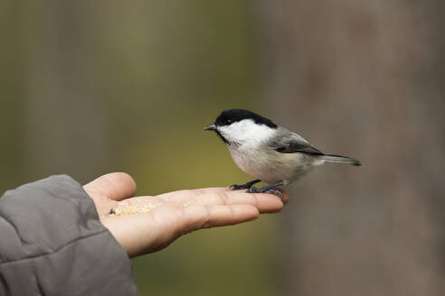 Finnland, Kuhmo, Nordkarelien, Kainuu, Hand mit Weidenmeise (Poecile montanus) - ZCF00884