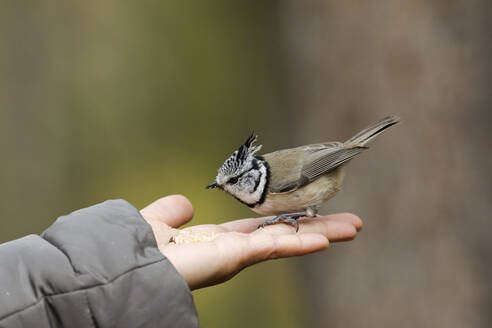 Finnland, Kuhmo, Nordkarelien, Kainuu, Hand mit Haubenmeise (Lophophanes cristatus) - ZCF00885