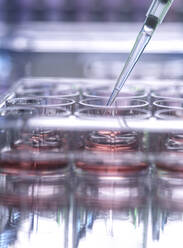 Close-up of sample being pipetted into microplate - ABRF00639