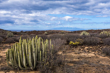 Landscape, Tenerife, Spain - SIPF02119