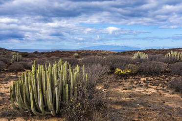 Landschaft, Teneriffa, Spanien - SIPF02119