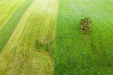 Germany, Bavaria, Munsing, Aerial view of lone oak tree growing in green countryside meadow - SIEF09396