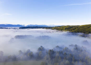 Germany, Bavaria, Eurasburg, Aerial view of forest shrouded in fog - SIEF09397