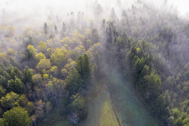 Deutschland, Bayern, Geretsried, Luftaufnahme eines nebelverhangenen Herbstwaldes - SIEF09400