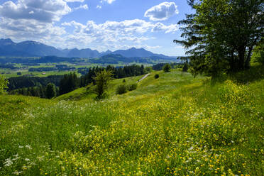 Germany, Swabia, Springtime meadow in Allgau Alps - LBF02841
