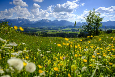 Deutschland, Schwaben, Frühlingswiese in den Allgäuer Alpen - LBF02842