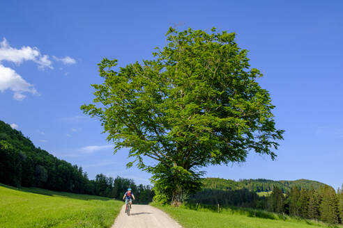 Deutschland, Schwaben, Mountainbiker fährt im Frühling an einer großen Esche vorbei, die neben der Landstraße wächst - LBF02845