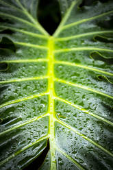 Spain, Close-up of green leaf covered in raindrops - SIPF02120