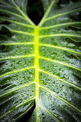 Spanien, Nahaufnahme eines grünen, von Regentropfen bedeckten Blattes - SIPF02120