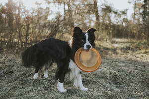 Border Collie mit Frisbee im Maul - DWF00529