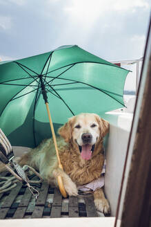 Golden Retriever liegend mit Regenschirm auf einem Boot - MAMF01027