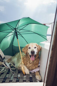 Golden Retriever lying with umbrella on a boat - MAMF01027