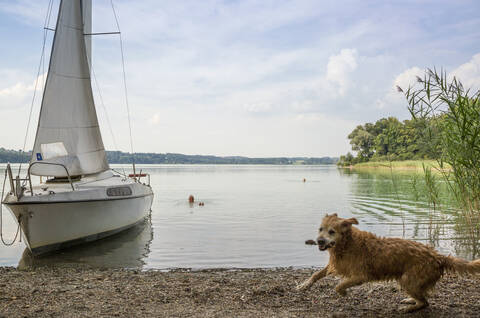 Golden Retriever and sailing boat at lakeside stock photo