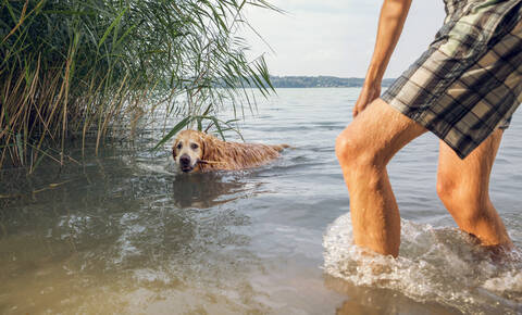 Mann spielt mit seinem Golden Retriever in einem See, lizenzfreies Stockfoto