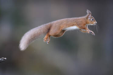 UK, Schottland, Rotes Eichhörnchen (Sciurus vulgaris) im Sprung - MJOF01768