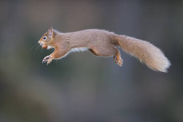 UK, Schottland, Rotes Eichhörnchen (Sciurus vulgaris) im Sprung - MJOF01769