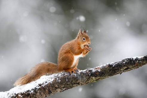 UK, Schottland, Rotes Eichhörnchen (Sciurus vulgaris) beim Fressen eines Astes im Winter - MJOF01770