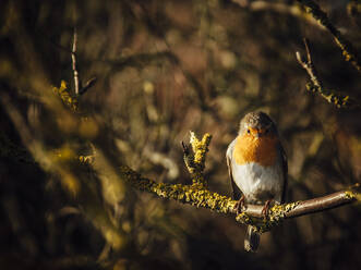 Germany, Portrait of European robin (Erithacus rubecula) perching on tree branch - ANHF00145