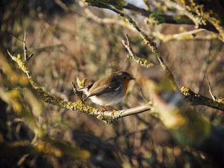 Deutschland, Rotkehlchen (Erithacus rubecula) auf einem Ast sitzend - ANHF00147