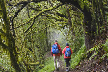 Spain, Canary Islands, La Gomera, Couple hiking along forest footpath in Garajonay National Park - SIEF09409