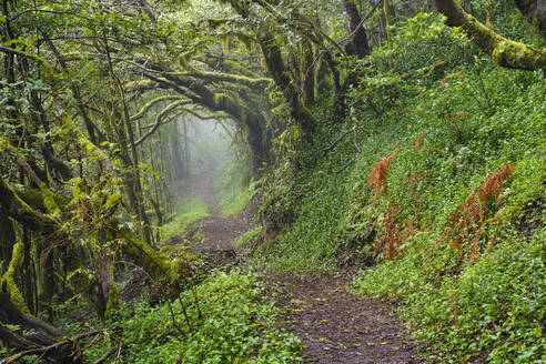 Spanien, Kanarische Inseln, La Gomera, Leerer Waldwanderweg im Nationalpark Garajonay - SIEF09412