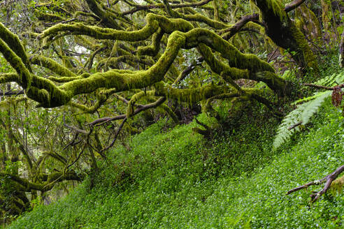 Spanien, Kanarische Inseln, La Gomera, Moosbewachsene Bäume im Nationalpark Garajonay - SIEF09413