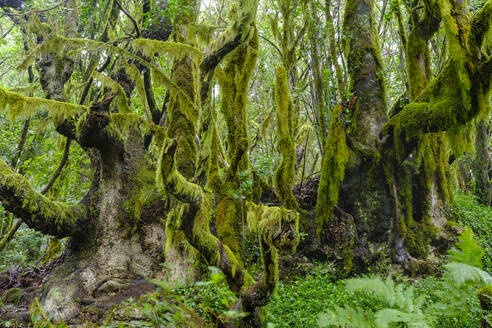 Spanien, Kanarische Inseln, La Gomera, Moosbewachsene Bäume im Nationalpark Garajonay - SIEF09414