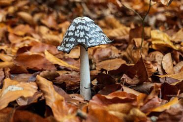 Germany, Bavaria, Wurzburg, Magpie fungus (Coprinopsis picacea) growing amid fallen autumn leaves - NDF01013