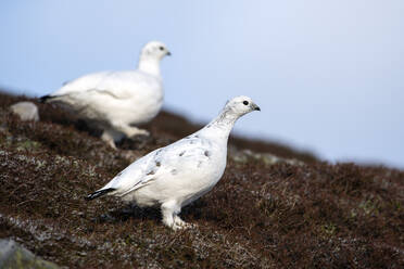 UK, Schottland, Zwei Felsenschneehühner (Lagopus muta) im Freien stehend - MJOF01776