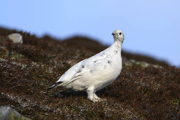 UK, Schottland, Porträt eines Schneehuhns (Lagopus muta) im Freien - MJOF01777