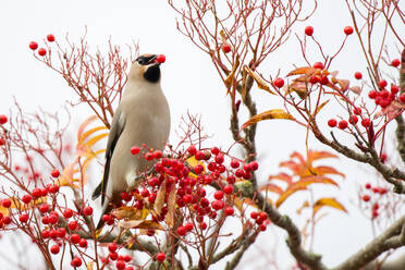 UK, Scotland, Bohemian waxwing (Bombycilla garrulus) feeding on rowan berries - MJOF01780