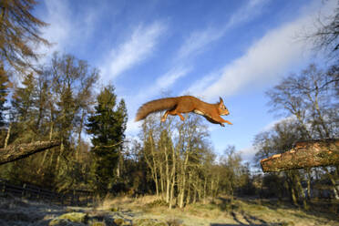 UK, Schottland, Eurasisches Rotes Eichhörnchen (Sciurus vulgaris) im Sprung - MJOF01781