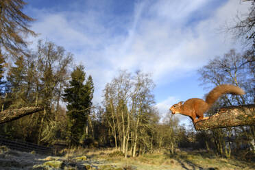 UK, Schottland, Eurasisches Rotes Eichhörnchen (Sciurus vulgaris) kurz vor dem Sprung zwischen Baumstämmen - MJOF01782