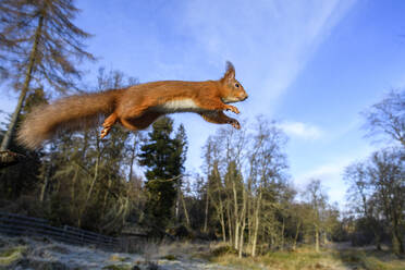 UK, Schottland, Eurasisches Rotes Eichhörnchen (Sciurus vulgaris) im Sprung - MJOF01784